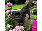 Onyx Pug Adult Female