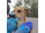 TANK Chihuahua Adult Male