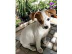 Remy Jack Russell Terrier Puppy Male