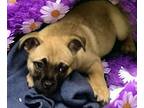 Lily Pug Puppy Female