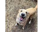 Persephone Golden Retriever Adult Female