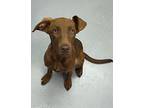 Brandy Labrador Retriever Puppy Female