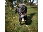 DA 45 Vladi Labrador Retriever Adult Female