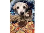 Ginger - IN FOSTER Mixed Breed (Small) Senior Female