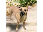 Ginger Corgi Adult Female