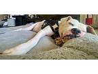 Mila American Bulldog Senior Female