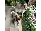 Roo Jack Russell Terrier Puppy Female