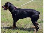Harley Rottweiler Adult Female