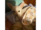 Honey Chihuahua Young Female