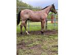 Quarter Horse yearling colt!