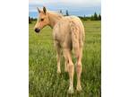 Nugget 2024 Palomino Stud Colt
