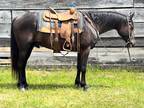 8 year old Bay QH Cross Gelding Trail Horse