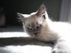 Ragdoll Kittens