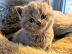 British Blue Short Hair Female Kitten