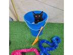 Pancake Domestic Shorthair Kitten Female