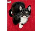 Milkshake Domestic Shorthair Kitten Female