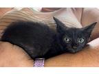 Fava Domestic Longhair Kitten Male