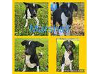 Marshall Miniature Pinscher Puppy Male