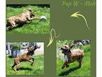 Pup W Rhodesian Ridgeback Puppy Male
