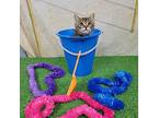 Toad Domestic Shorthair Kitten Male