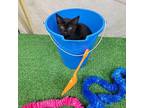 Jam Domestic Shorthair Kitten Male