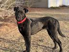 Anna Labrador Retriever Young Female