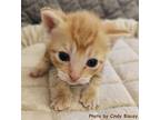 Butters Domestic Shorthair Kitten Male