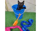 Jelly Domestic Shorthair Kitten Male