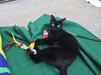 Olive Domestic Shorthair Adult Female