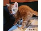 Spice Domestic Shorthair Kitten Female