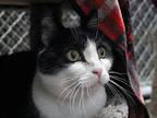 Aspen Domestic Shorthair Senior Female