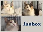 Adopt JUNBOX a Domestic Short Hair