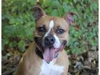 Adopt LONDON a Boxer, Mixed Breed