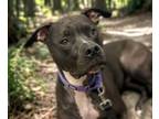 Adopt PEARL a Boxer