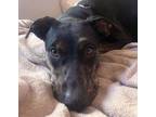 Adopt CHINA* a Doberman Pinscher, Mixed Breed