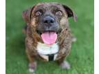 Adopt BILLIE a Dachshund, Mixed Breed