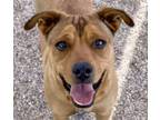 Adopt KATE* a Pit Bull Terrier, Boxer