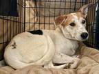 Adopt DOLL* a Labrador Retriever, Foxhound