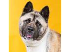 Adopt CINDY BRADY a Akita