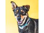 Adopt SHADOW a Doberman Pinscher, Husky