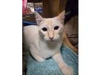 Adopt Marigold CC a American Shorthair, Domestic Short Hair