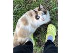 Adopt Sapphire Napa Petco a Siamese