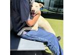 Adopt KRISTY a Labrador Retriever, Mixed Breed