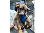 Adopt GINGER a Pit Bull Terrier
