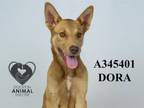 Adopt DORA a Australian Kelpie, Mixed Breed