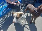 Adopt A344517 a Labrador Retriever