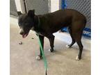 Adopt MISSY a Labrador Retriever, Mixed Breed