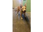 Adopt GOLDY LOCKS a Golden Retriever