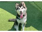 Adopt FERGIE a Alaskan Malamute