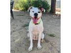 Adopt PEACHES a Boxer, Mixed Breed